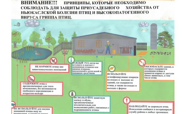 Как защитить подворье от гриппа и болезни Ньюкасла
