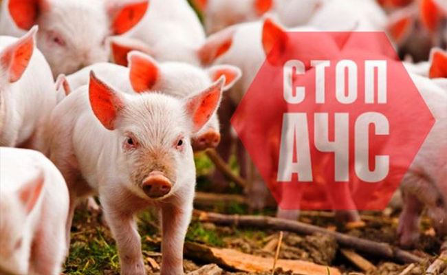 ПАМЯТКА Африканская чума свиней: причины и последствия