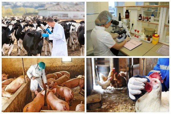 Островецкая районная ветеринарная станция