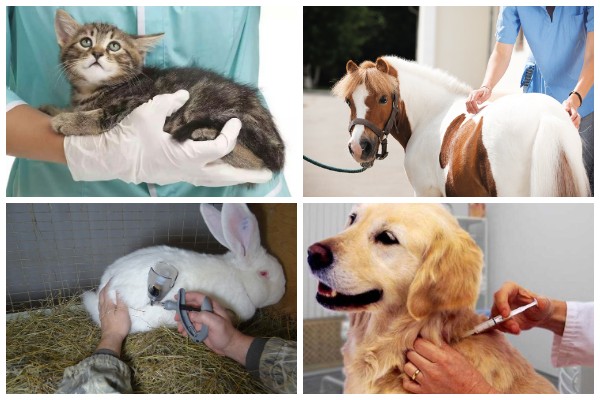 Островецкая районная ветеринарная станция